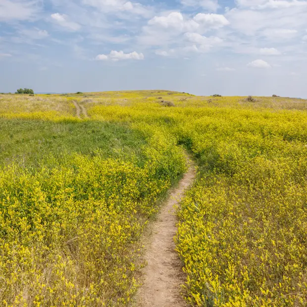 Path through Western Wyoming landscape symbolizing the marketing and branding journey with Ouest House